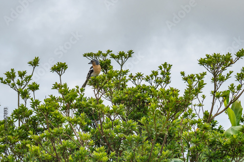 Azorean chaffinch (Fringilla coelebs moreletti) on a bush branch photo