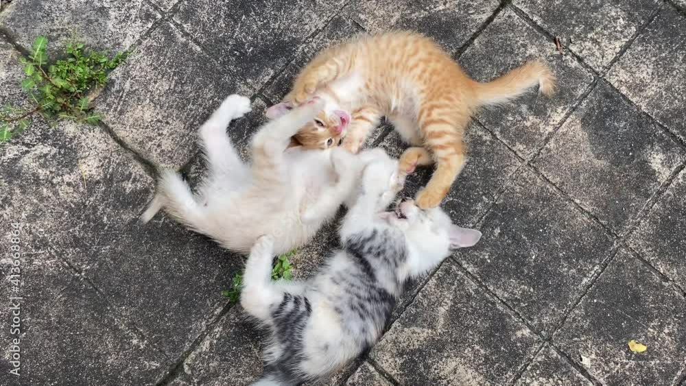 Kittens Playing And Biting Each Other On Paved Surface. - high angle