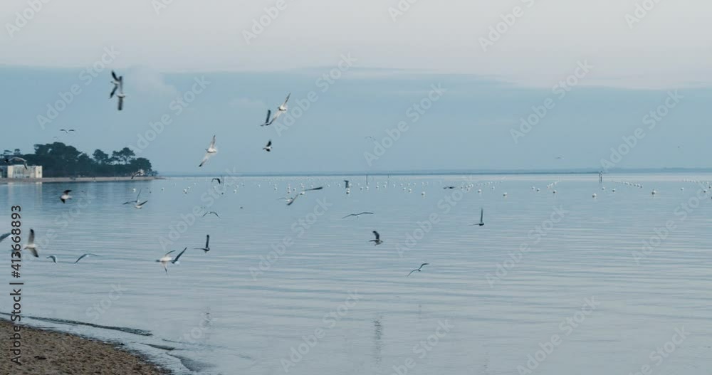 Plein d'oiseau qui vole au dessus de la mer Plein d'oiseau qui vole au dessus de la mer