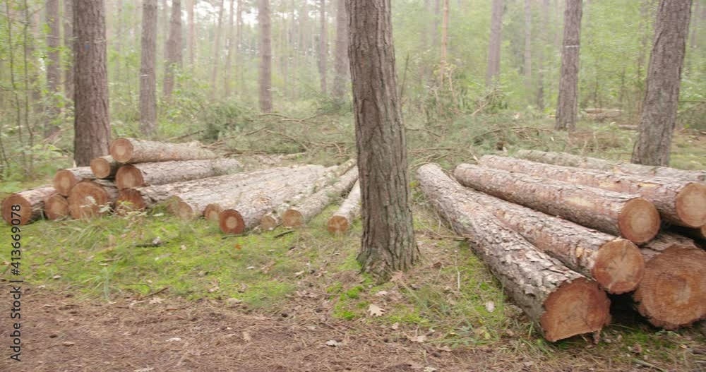 Stacks of felled trees. Piles of sawn-off tree trunks in the forest. Felled trees piled between the conifers. Forest management. Stacked logs ready to be picked up. Pine forest Stacks of conifer logs. Stacks of felled trees. Piles of sawn-off tree trunks in the forest. Felled trees piled between the conifers. Forest management. Stacked logs ready to be picked up. Pine forest Stacks of conifer logs.