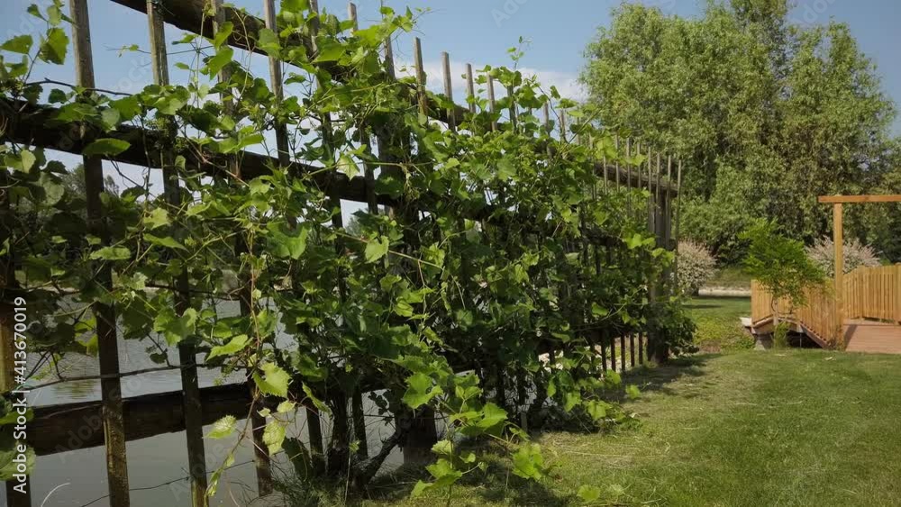 Grapevine on pergola in garden with pond and wooden foot bridge, rural countryside design and lifestyle Grapevine on pergola in garden with pond and wooden foot bridge, rural countryside design and lifestyle