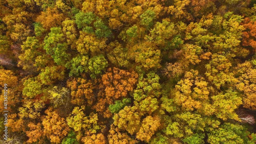 Aerial top down view of autumn forest with green and yellow trees. Mixed deciduous and coniferous forest. Beautiful fall scenery Aerial top down view of autumn forest with green and yellow trees. Mixed deciduous and coniferous forest. Beautiful fall scenery