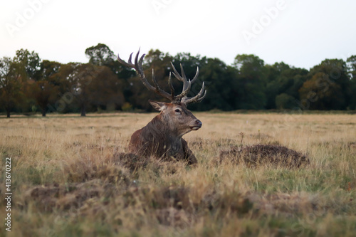 big old deer looking away