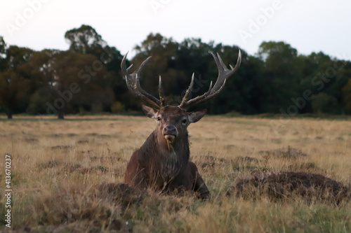 old horned deer resting in a field on the grass