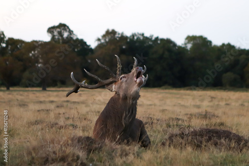 the roar of a big deer, wildlife