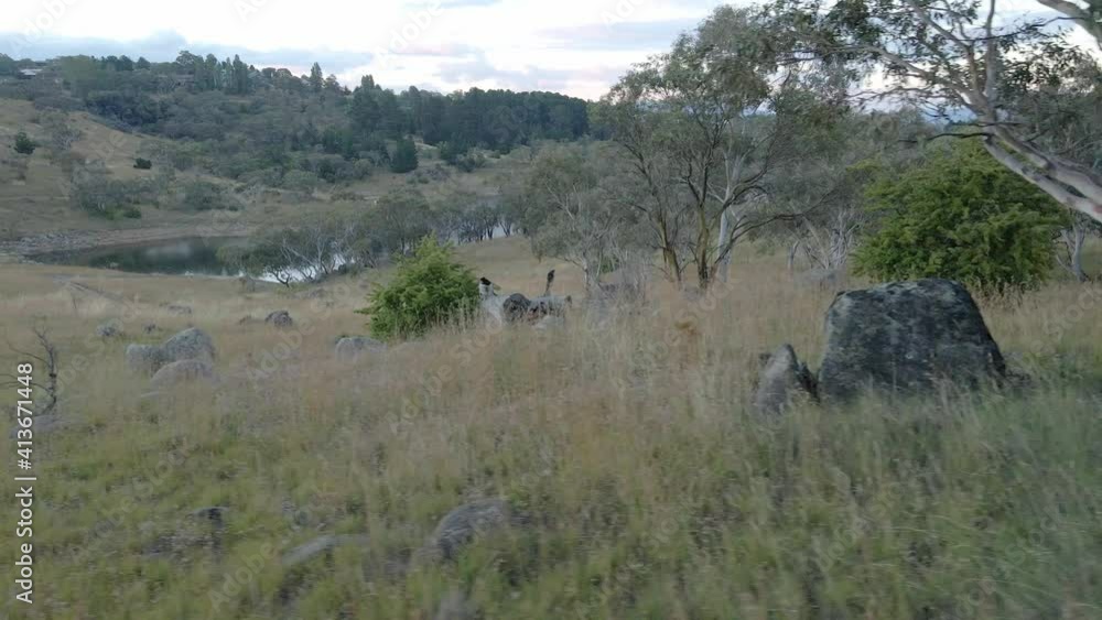 Reveal panning shot of the australian bush and a lake Reveal panning shot of the australian bush and a lake