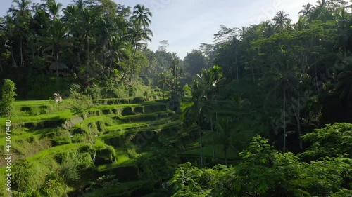 Drone view of green rice fields at sunrise in a jungle. photo