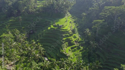 Drone view of green rice fields in Bali, Indonesia. photo