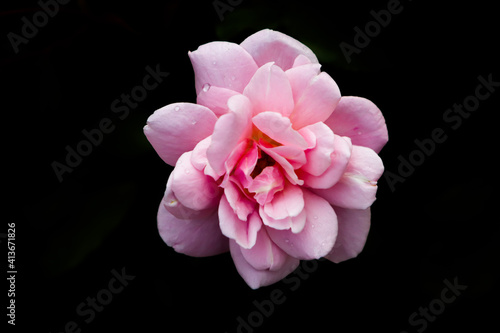beautiful pink rose but black background