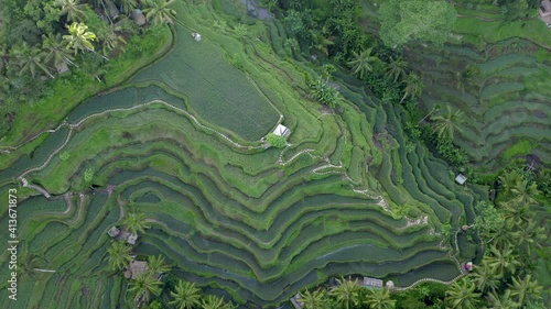 Aerial view of textures of green rice fields in jungle location of Bali, Indonesia. photo