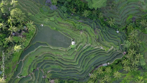 Aerial view of textures of green rice fields in tropical country. photo