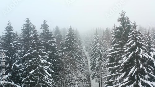 Flying over snow covered needle trees in the foggy black forest in Germany photo