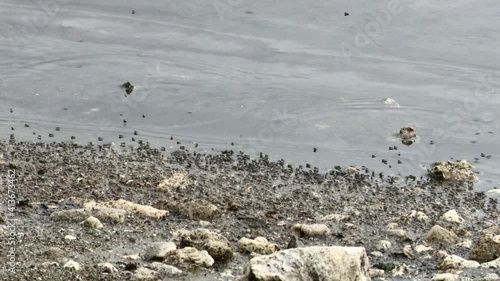 Mosquitos teem along the water's edge. Carribean, Bonaire. photo