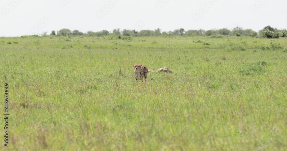 Cheetah pack of three in eastern Kenya exploring the pastures on a sunny day, Tracking medium shot Cheetah pack of three in eastern Kenya exploring the pastures on a sunny day, Tracking medium shot