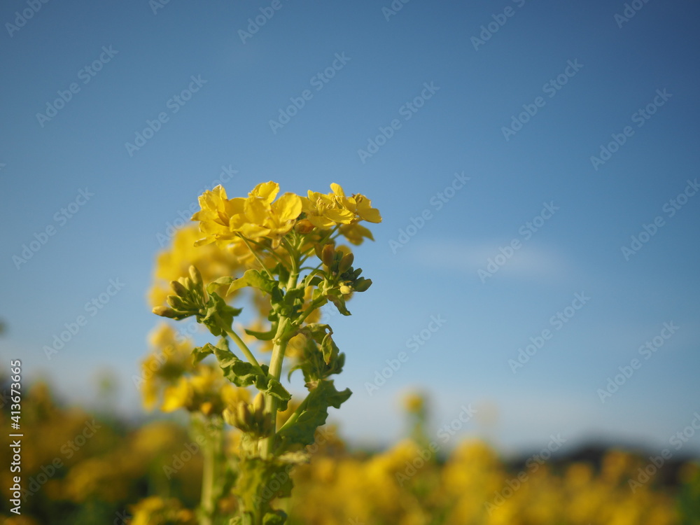 Obraz premium OLYMPUS DIGITAL CAMERA