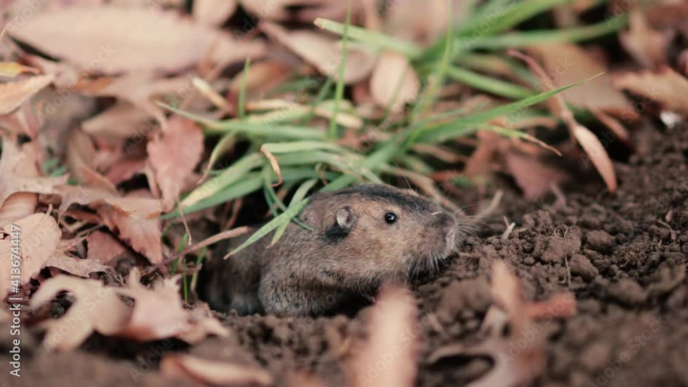 Mole rat or groundhog surfaces from its hole on the ground. Mole rat or groundhog surfaces from its hole on the ground.