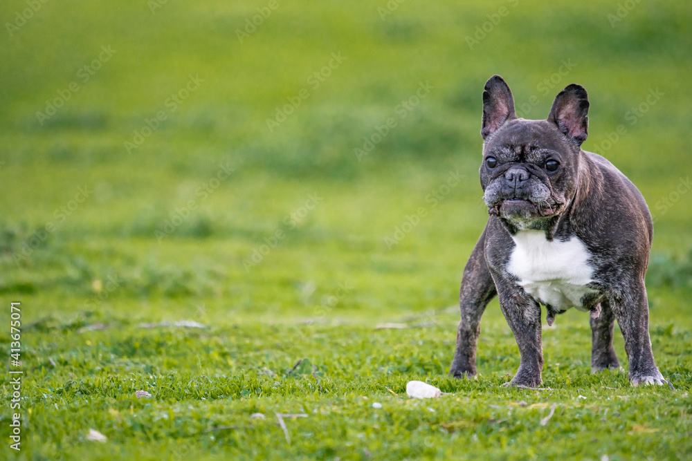 12 YEARS OLD BLACK FRENCH BULLDOG WITH WHITE SPOTS WALKING IN THE GRASS IN A SUNNY DAY 12 YEARS OLD BLACK FRENCH BULLDOG WITH WHITE SPOTS WALKING IN THE GRASS IN A SUNNY DAY