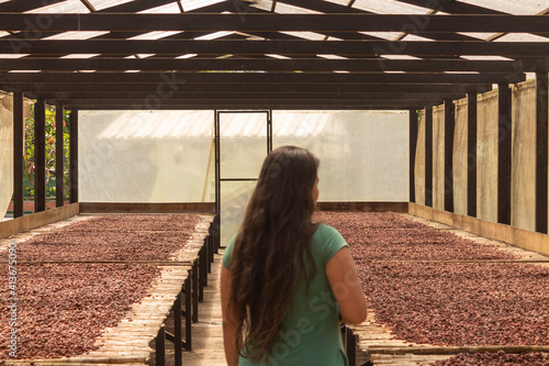 Mujer observa proceso de secado del cacao photo