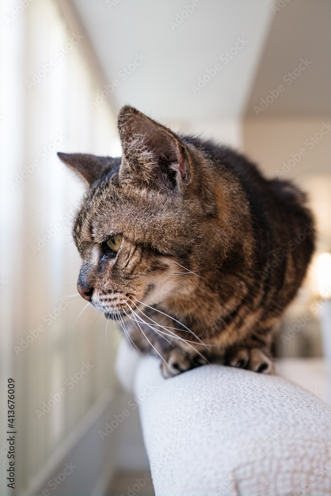 Close up view of a 18 year old domestic male tabby cat in a home