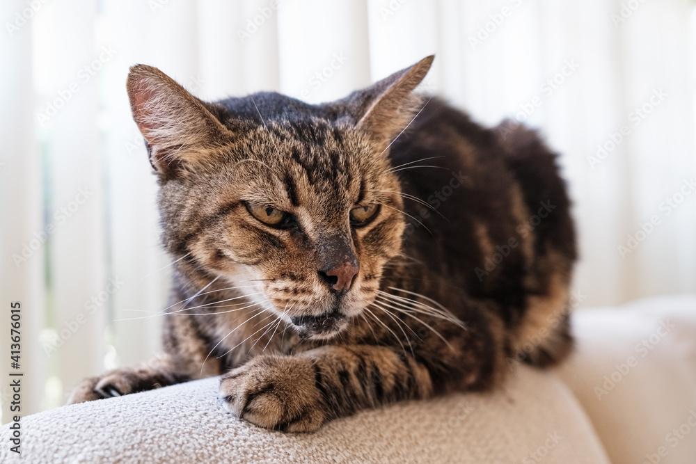 Close up view of a 18 year old domestic male tabby cat in a home Close up view of a 18 year old domestic male tabby cat in a home