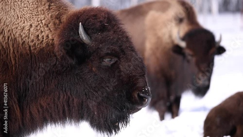 Wallpaper Mural bison chewing breathing with other in background Torontodigital.ca