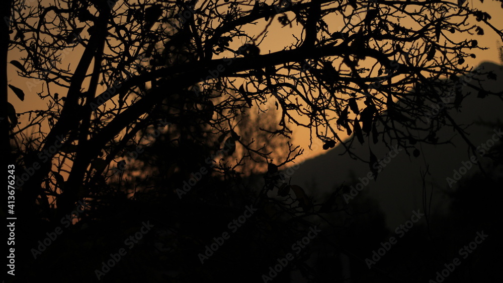 sunset in the forest sunset in the forest