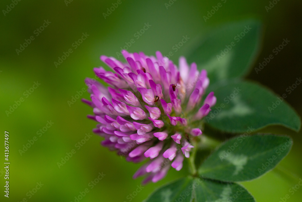 close up of a flower close up of a flower