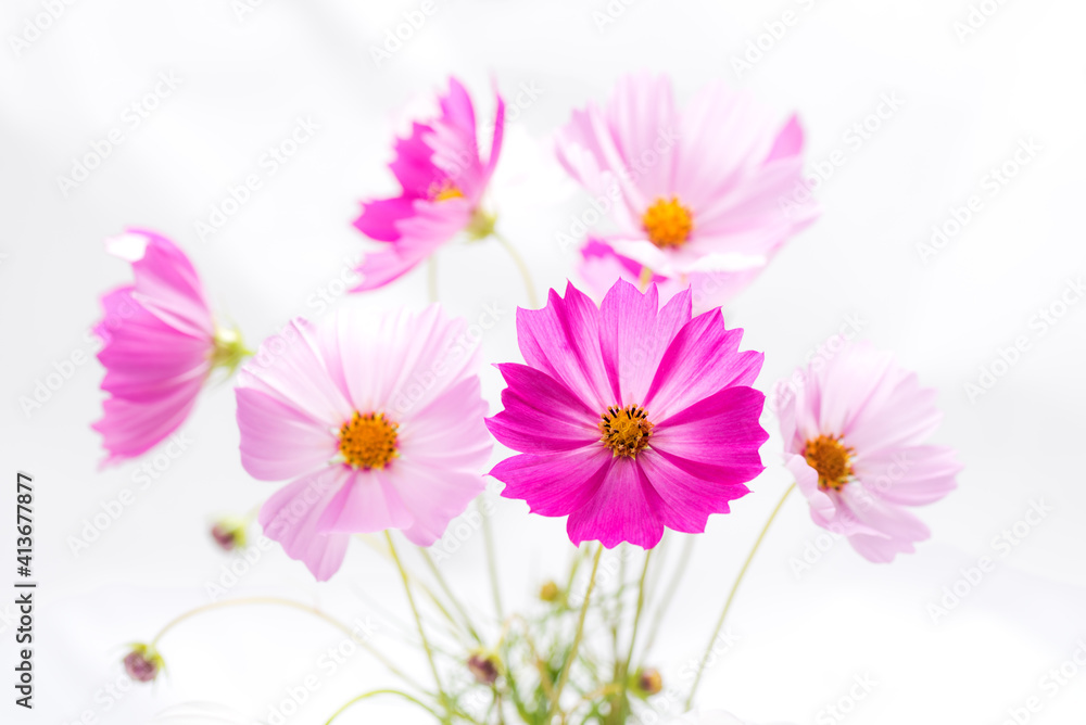 白バックのピンクのコスモスの花