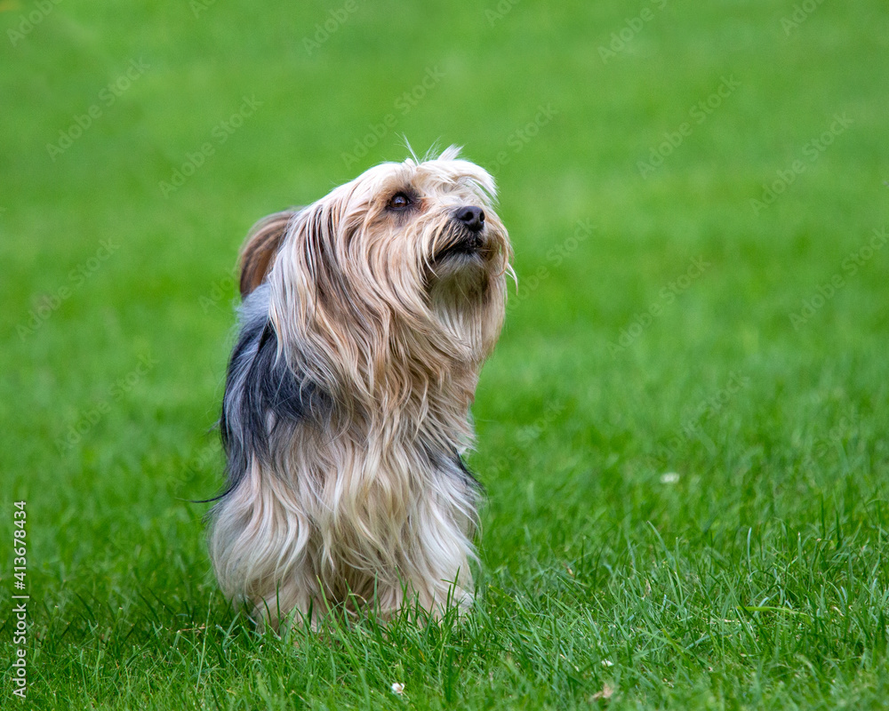 yorkshire terrier on green grass yorkshire terrier on green grass