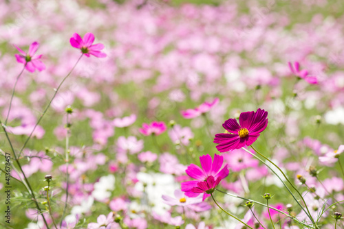 お花畑をバックに濃いピンクのコスモスの花 © varts
