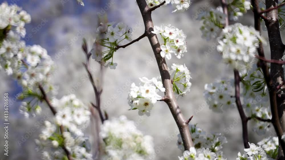 Wild pear tree (Pyrus pyraster) blossoms. Mirror lens creates shallow depth of field and attractive bokeh in background. Wild pear tree (Pyrus pyraster) blossoms. Mirror lens creates shallow depth of field and attractive bokeh in background.