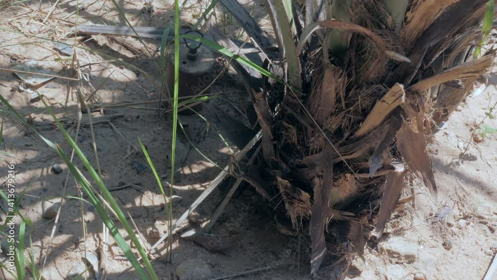 close up of anti-personnel mine on the ground at the bottom palm tree close up of anti-personnel mine on the ground at the bottom palm tree