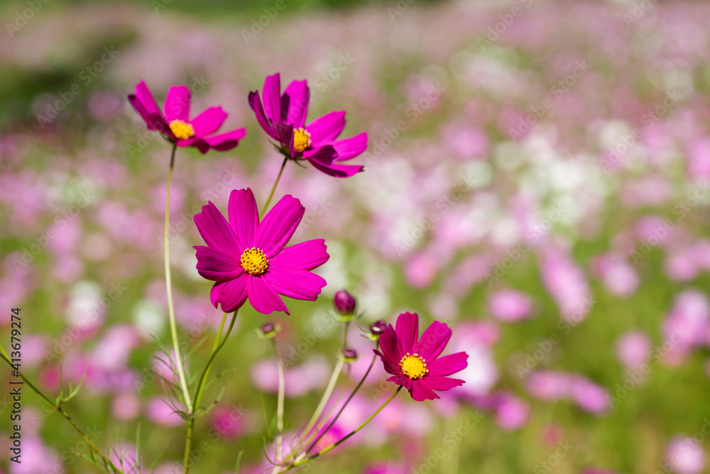 Fototapeta premium お花畑をバックに濃いピンクのコスモスの花