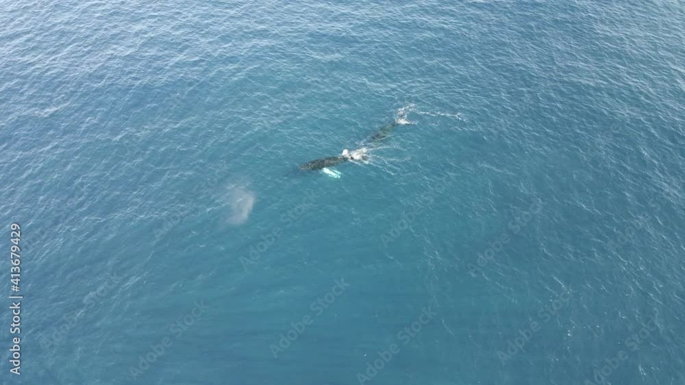Humpback whale playing underwater off the coast of Maui and enjoying its warm waters Humpback whale playing underwater off the coast of Maui and enjoying its warm waters