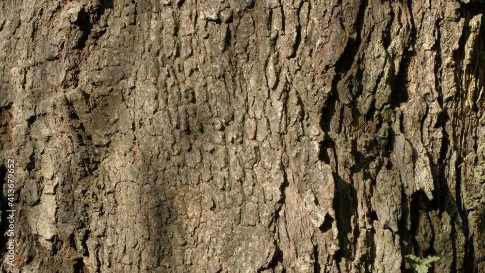 Old Brown Tree Bark with Deep Texture Old Brown Tree Bark with Deep Texture
