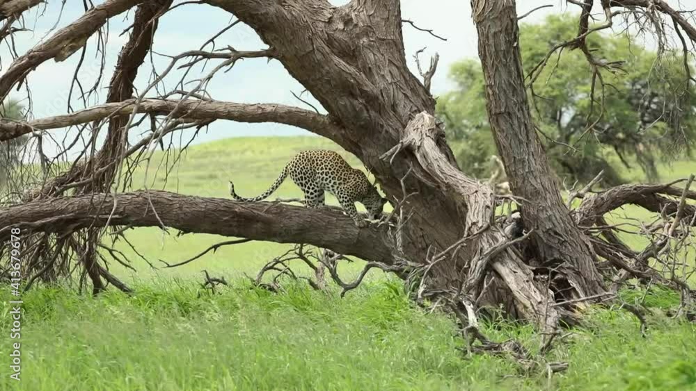 Wide shot of a young leopard walking and sniffing on a dead tree before jumping down and disappearing in the long, green grass, Kgalagadi Transfrontier Park. Wide shot of a young leopard walking and sniffing on a dead tree before jumping down and disappearing in the long, green grass, Kgalagadi Transfrontier Park.