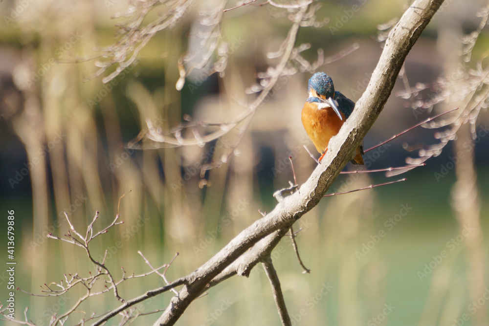 Fototapeta premium 公園のカワセミ