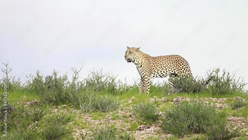 Wide shot of a male and female leopard walking into the frame and looking before the female is laying down, Kgalagadi Transfrontier Park Wide shot of a male and female leopard walking into the frame and looking before the female is laying down, Kgalagadi Transfrontier Park