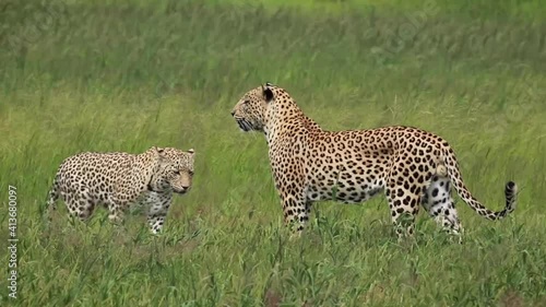 Special footage of a pair of leopards mating in the green landscape of the Kgalagadi Transfrontier Park.