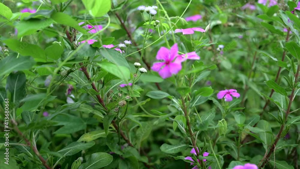 Madagascar periwinkle flower in the garden closeup view with rack focus shot on green leaf plant Madagascar periwinkle flower in the garden closeup view with rack focus shot on green leaf plant