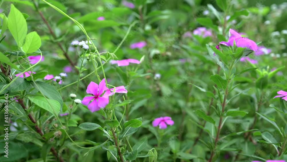Purple Madagascar periwinkle flower close up view with green leaf background Purple Madagascar periwinkle flower close up view with green leaf background