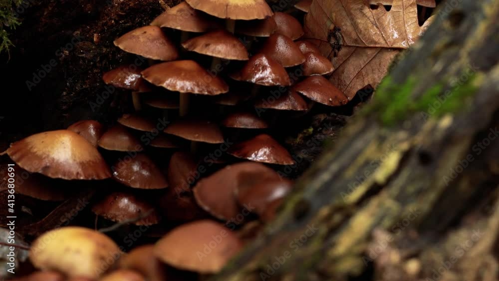 4k zoom towards drying mushroom from a macro perspective 4k zoom towards drying mushroom from a macro perspective