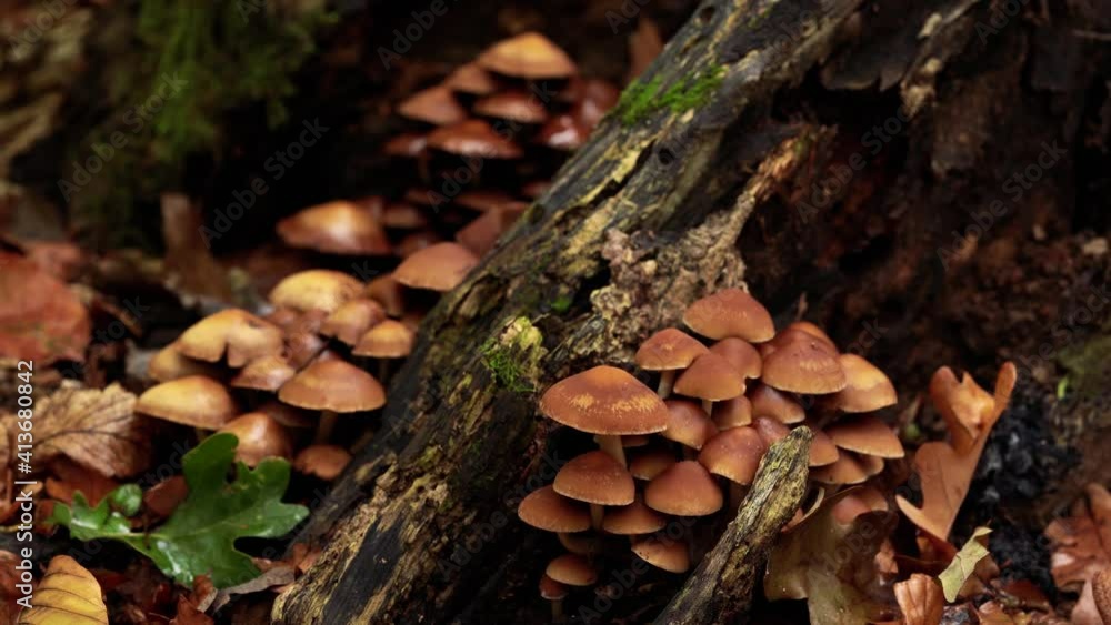 4k zoom towards drying mushroom from a macro perspective 4k zoom towards drying mushroom from a macro perspective