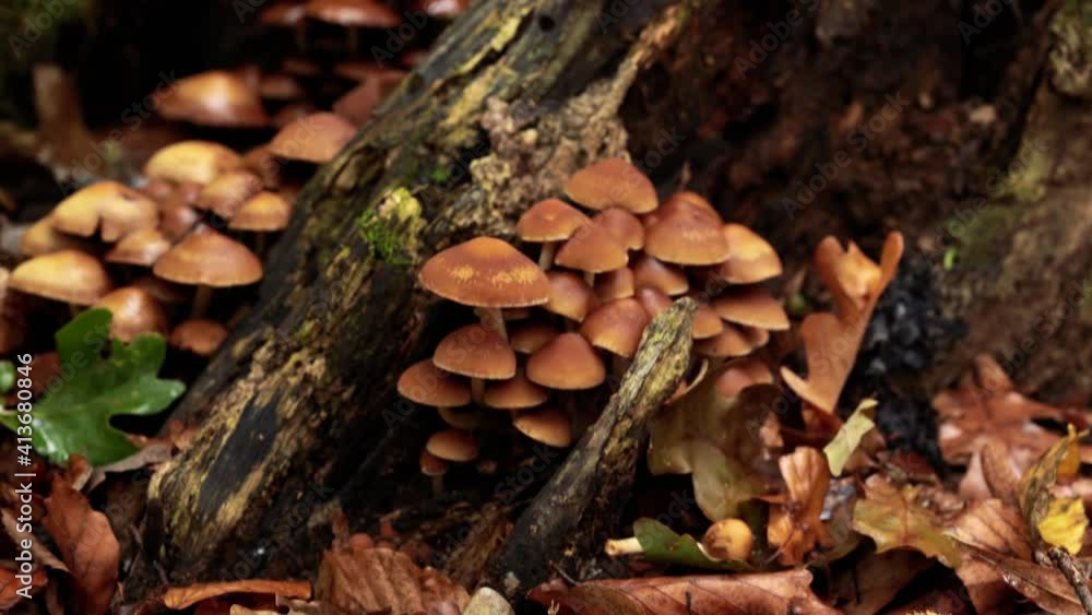 4k zoom towards drying mushroom from a macro perspective 4k zoom towards drying mushroom from a macro perspective