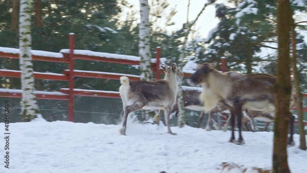 Slow pan of reindeers running in a snowed farm of Norway with a red fence. Slow pan of reindeers running in a snowed farm of Norway with a red fence.