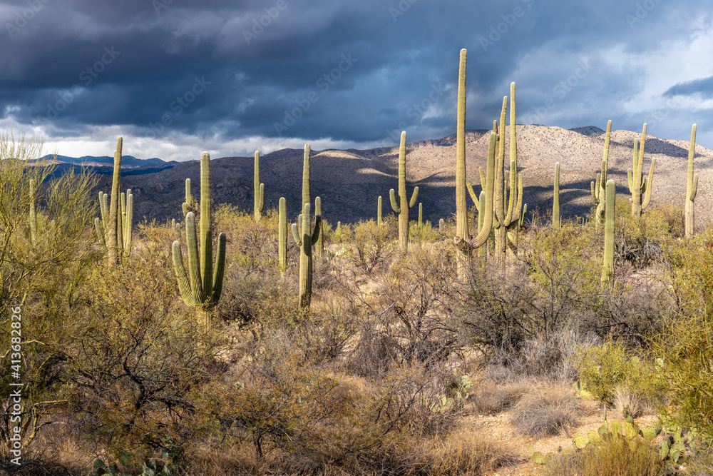 Saguaro cactus scattered in a field with mountains and dark clouds in the sky, Saguaro National Park, Arizona