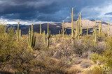 Saguaro cactus scattered in a field with mountains and dark clouds in the sky, Saguaro National Park, Arizona