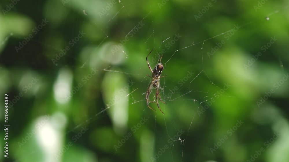 Spider Resting on Web in Dense Green Jungle of the Galapagos Islands Spider Resting on Web in Dense Green Jungle of the Galapagos Islands