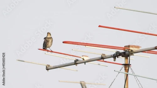 A fixed shot of a brown Dusky Thrush standing on a Yagi-Uda antenna in Tokyo, Japan photo