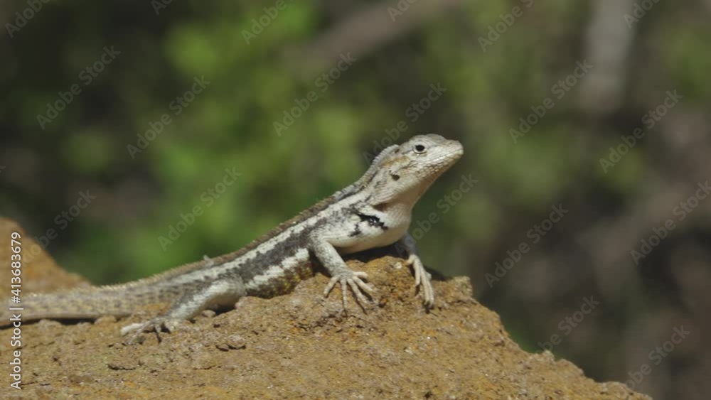 Bright White Lava Lizard Sunning Itself on Red Lava Rocks on Santiago Island, Galapagos Bright White Lava Lizard Sunning Itself on Red Lava Rocks on Santiago Island, Galapagos